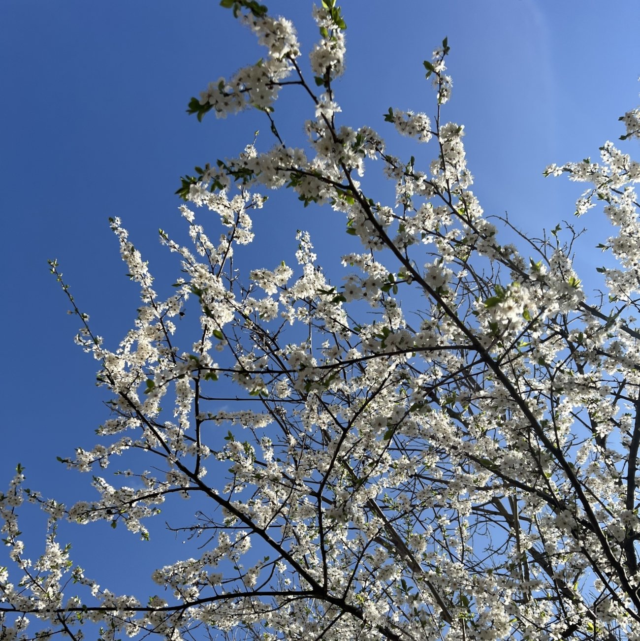 Bildet viser et tre med blomster og blå himmel i bakgrunn