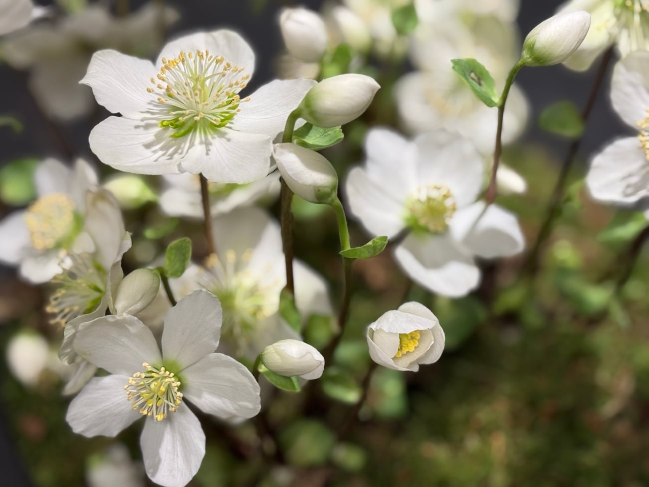 Blomster
